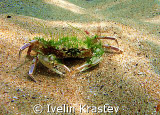 Latin name- Partunus holsatus.Bulgarian name-Swimming crab. by Ivelin Krastev 